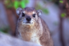 ROCK HYRAX
